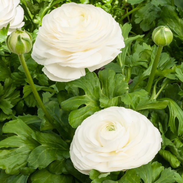 Weiße Ranunkeln - Ranunculus white - Bakker