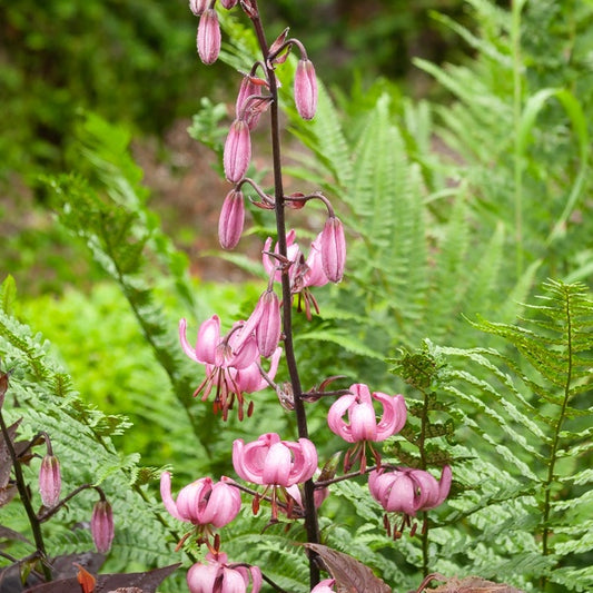 Lilie - 'Pink Morning' - Bakker