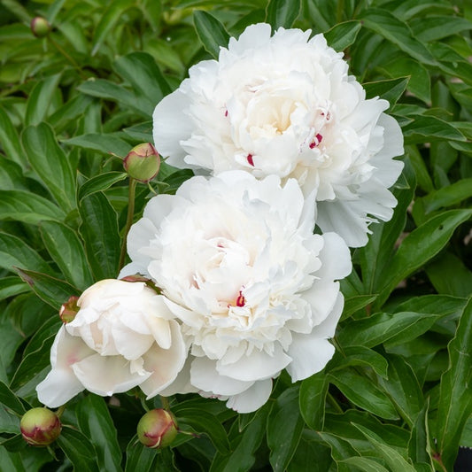 Pfingstrose 'Festiva Maxima' - Bakker