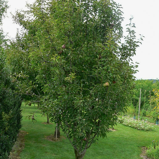 Birne 'Cannelle' - Bakker