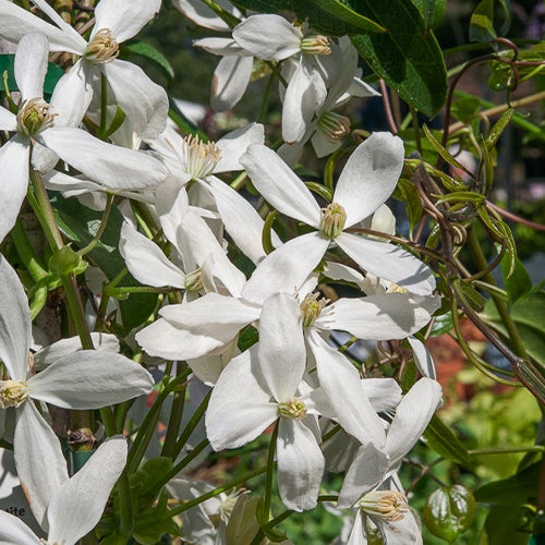 Waldrebe Snowdrift - Clematis armandii 'snowdrift' - Bakker