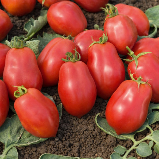 Tomate Roma VF - Bakker