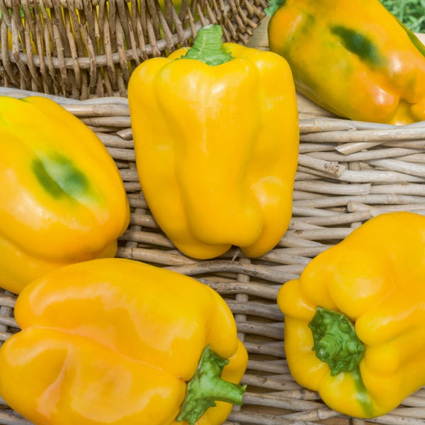 Paprika gelb 'Tenor F1' (x3) - Bakker