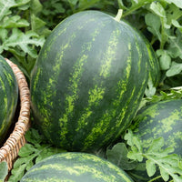 Wassermelonen Mini-Love - Bakker