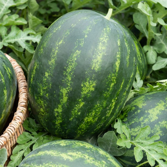 Wassermelonen Mini-Love - Bakker