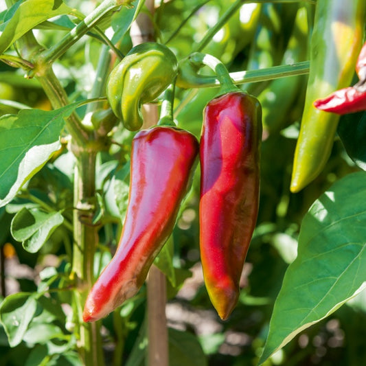 Paprika 'Gorria' (x3) - Bakker
