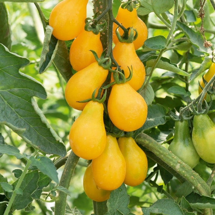 Cherrytomate ‘Yellow Pear’ Pflanzen (x3) - Bakker