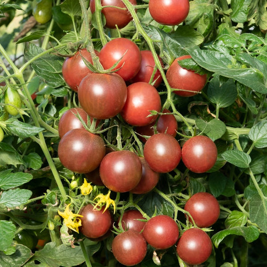 Cherrytomate ‘Black Cherry’ Pflanzen (x3) - Bakker