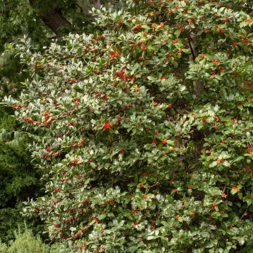 Stechpalme - Ilex aquifolium - Bakker
