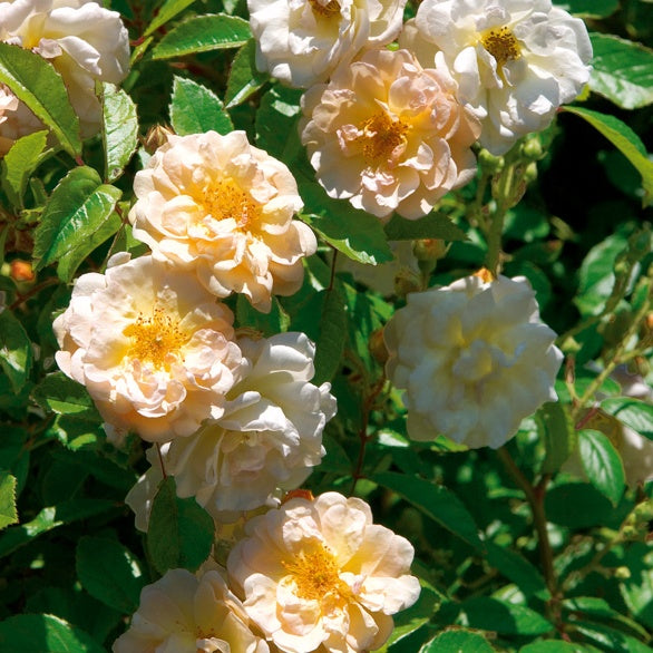 Rosa Ghislaine de Féligonde - Rose ‘Ghislaine de Féligonde’ - Rosen - Nackte Wurzeln