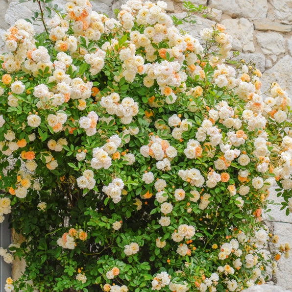 Rose ‘Ghislaine de Féligonde’ - Rosa Ghislaine de Féligonde - Bakker