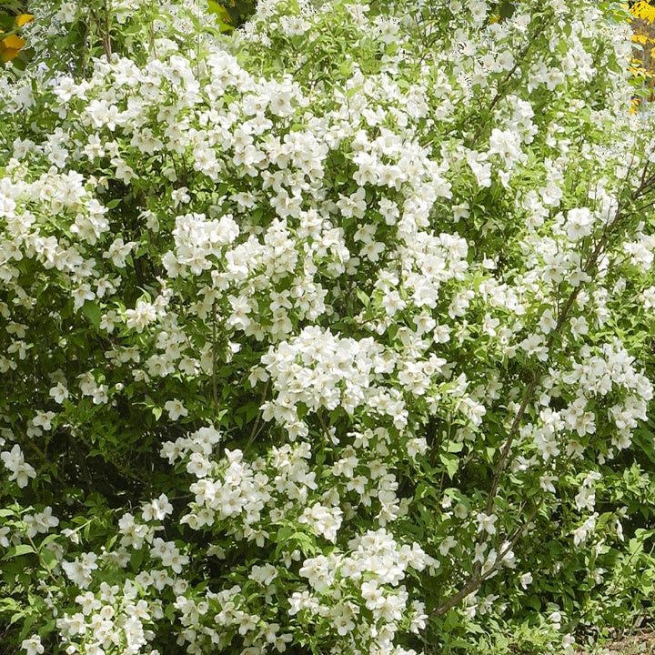 Pfeifenstrauch 'Virginal' - Philadelphus virginal - Bakker