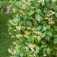 Trachelospermum jasminoides Star of Toscane - Sternjasmin 'Star of Toscane' - Sternjasmin - Trachelospermum