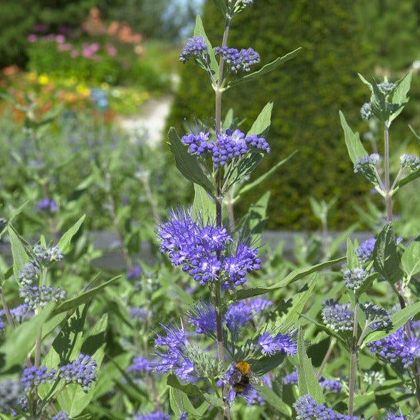 Caryopteris clandonensis Heavenly Blue - Bartblume 'Heavenly Blue' - Spiraea