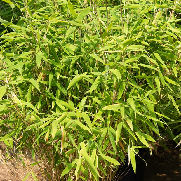Nicht-invasive Bambusse - Gartenbambus - Fargesia rufa