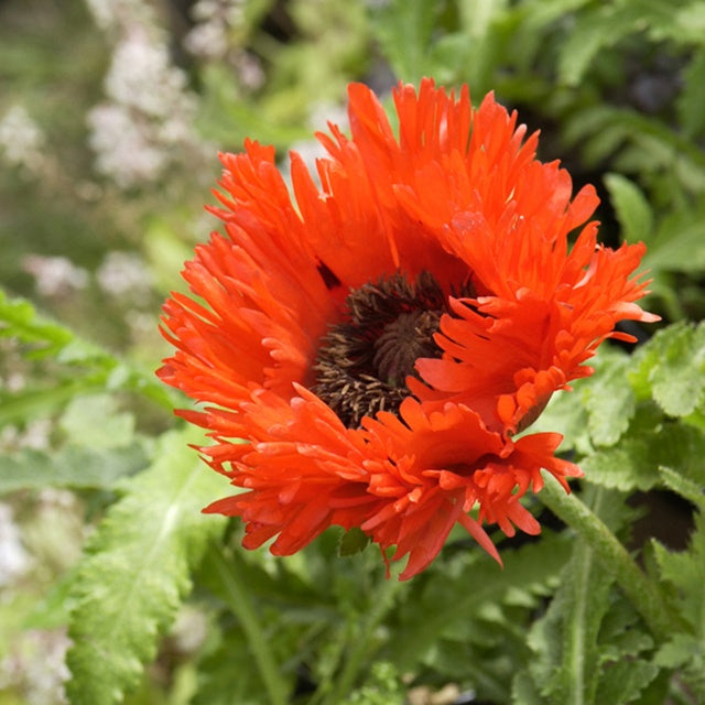 Orientalischer Mohn 'Türkenlouis' - Papaver orientale türkenlouis - Bakker