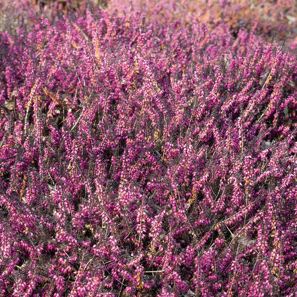 Winterheide 'Kramer's Rote' - Erica darleyensis Kramer's Rote - Bakker