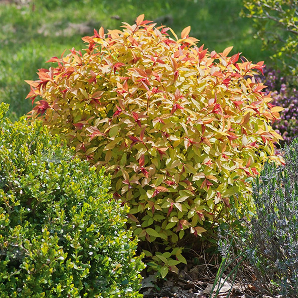 Spiraea japonica goldflame - Spierstrauch 'Goldflame' - Heckensträucher