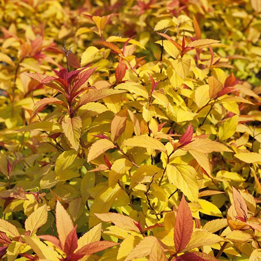 Verkauf Spierstrauch 'Goldflame' - Spiraea japonica goldflame