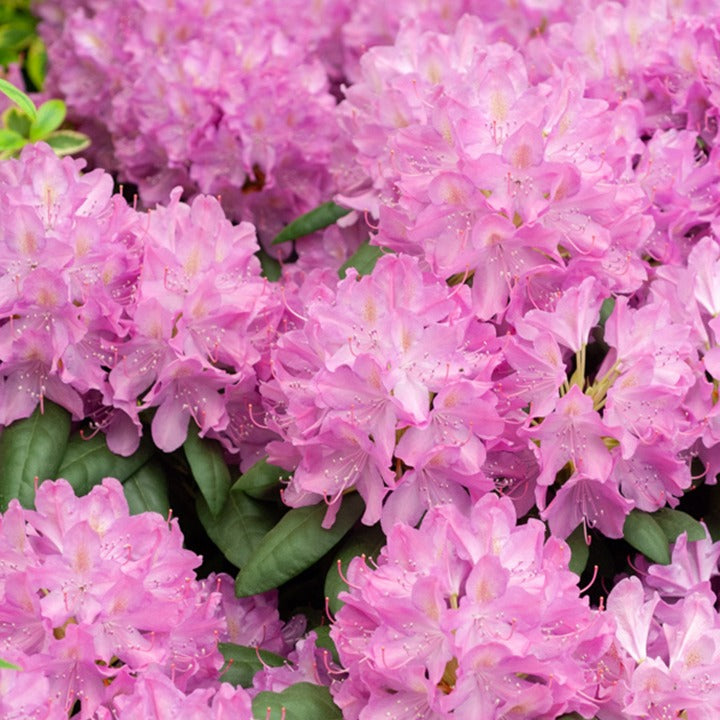 Rhododendron roseum Elegans - Alpenrose 'Roseum Elegans' - Rhododendron