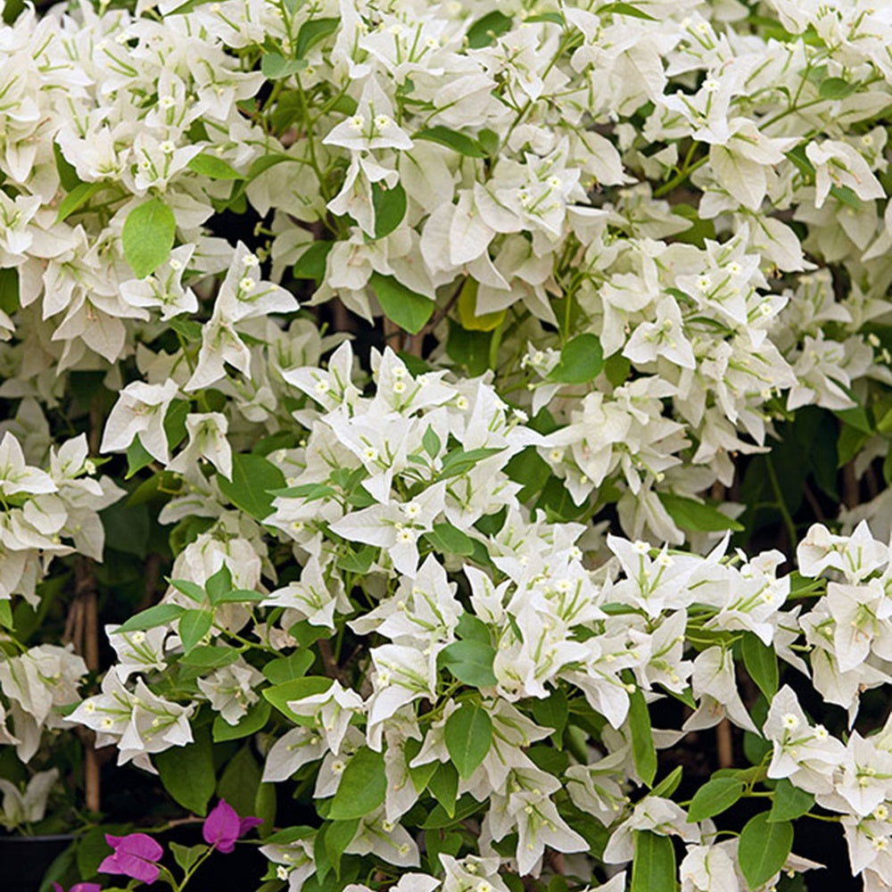 Bougainvillea white - Bougainvillea weiß - Bougainvillea
