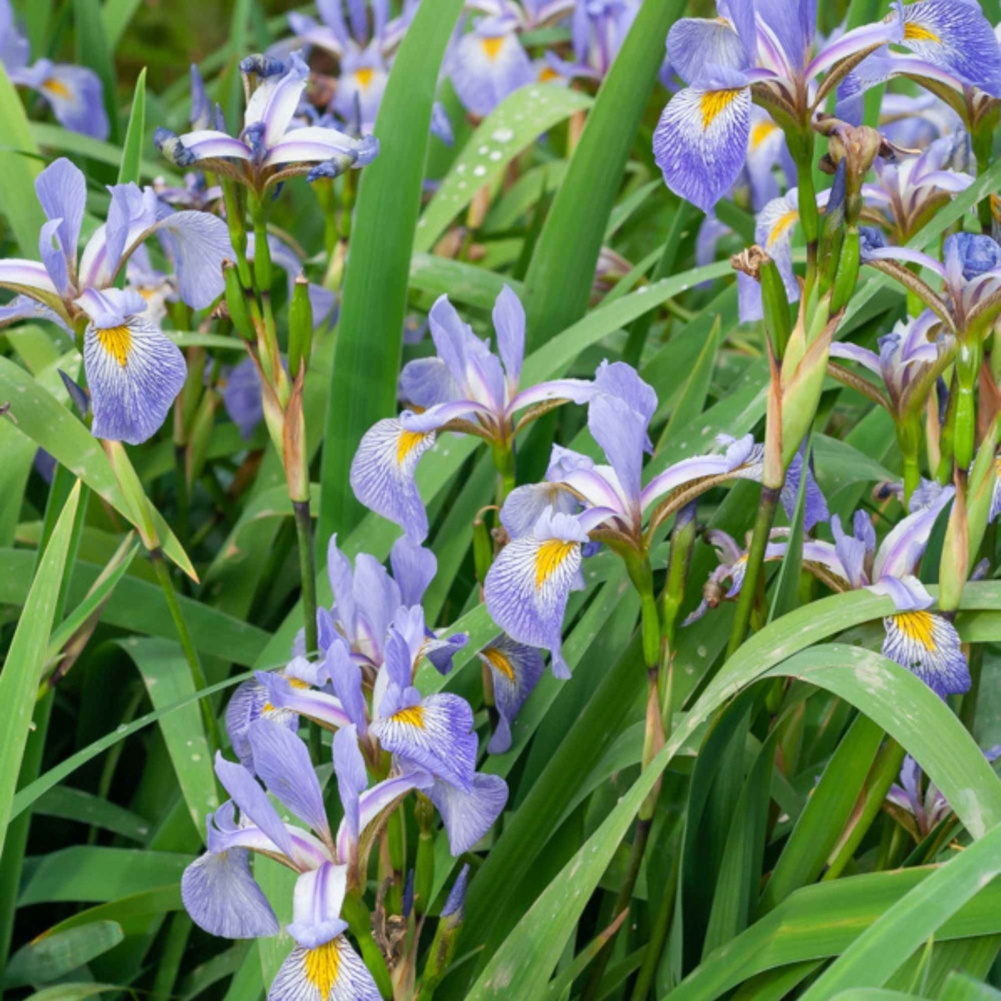 Blaue Sumpfschwertlilie - Bakker