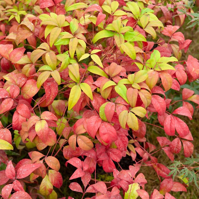 Himmelsbambus 'Firepower' - Nandina domestica Fire Power - Bakker
