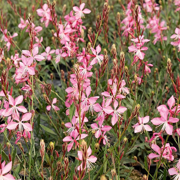 Verkauf Lindheimers Prachtkerze 'Siskiyou Pink' - Gaura lindheimeri siskiyou pink