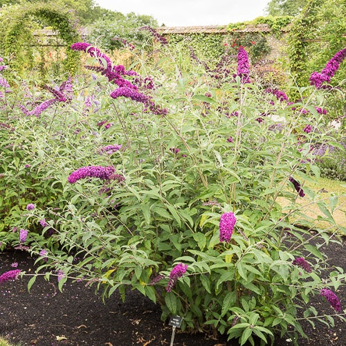 Schmetterlingsstrauch ‘Royal Red’ - Buddleja davidii Royal Red - Bakker