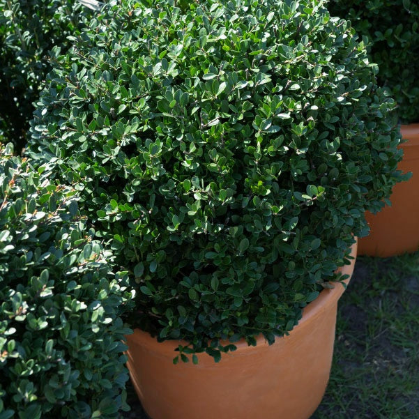Japanische Stechpalme 'Dark Green'® - Ilex crenata Dark Green - Bakker