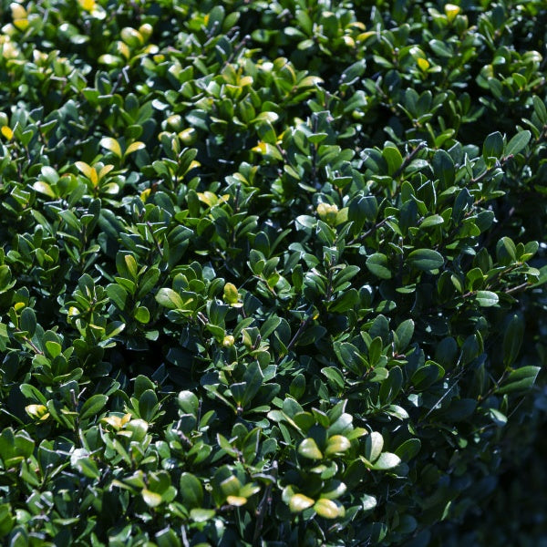 Japanische Stechpalme - Ilex crenata Dark Green - Bakker