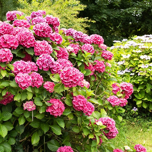 Hydrangea macrophylla - Hortensie rosa - Großblättrige Hortensie