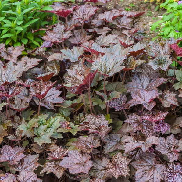 Heuchera micrantha Palace Purple - Purpurglöckchen 'Palace Purple' - Heuchera - Purpurglöckchen