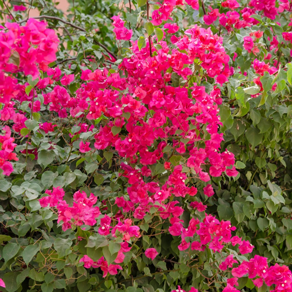 Verkauf Bougainvillea rosa