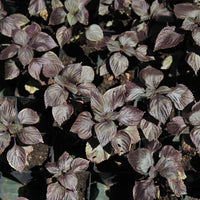 Roter Shiso (Perilla) - Bakker