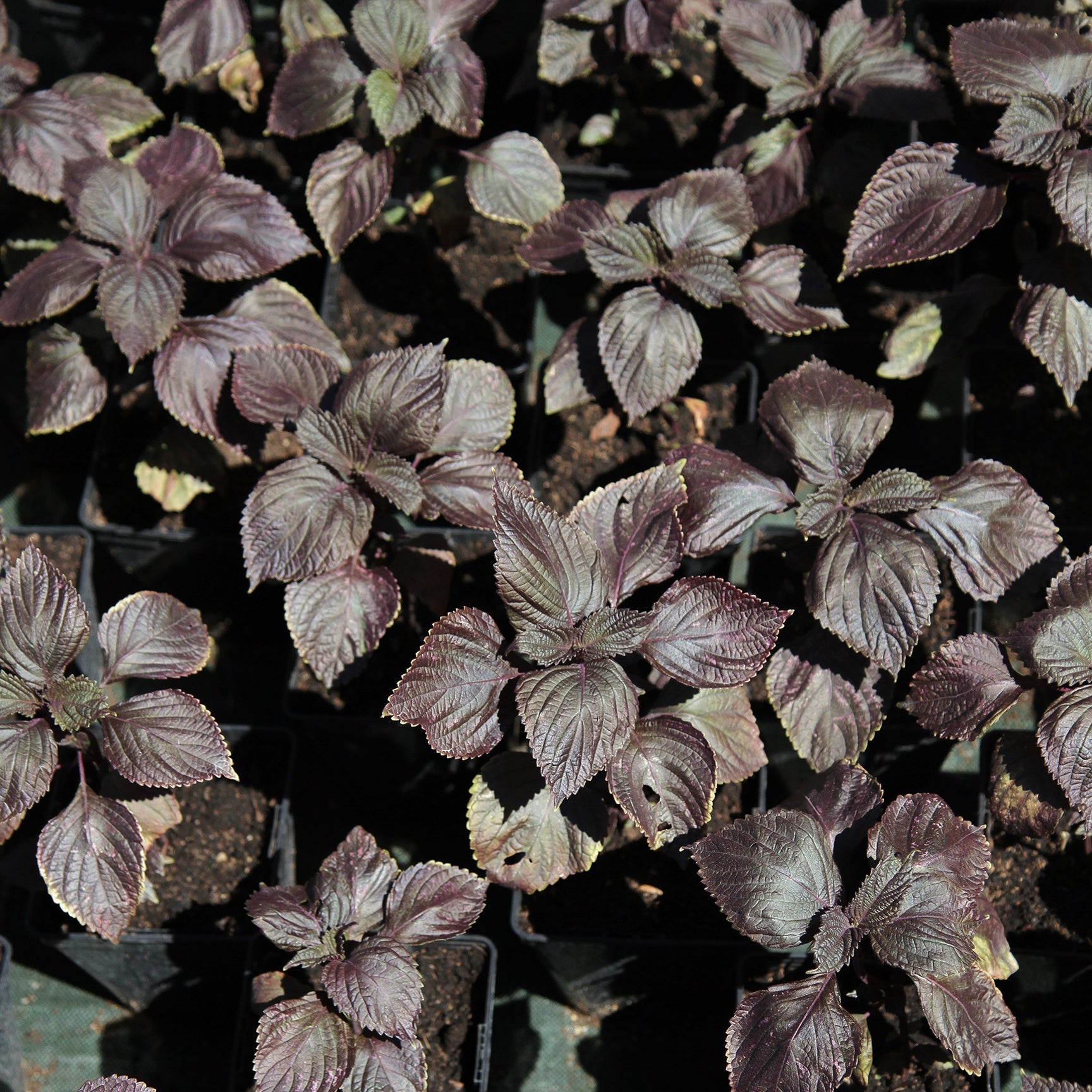Roter Shiso (Perilla) - Bakker