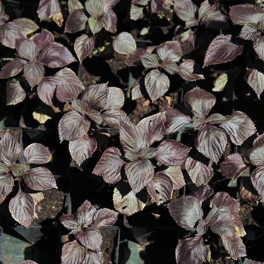 Roter Shiso (Perilla) - Bakker