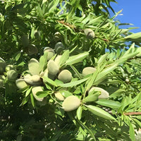 Verkauf Mandelbaum ‘Texas’