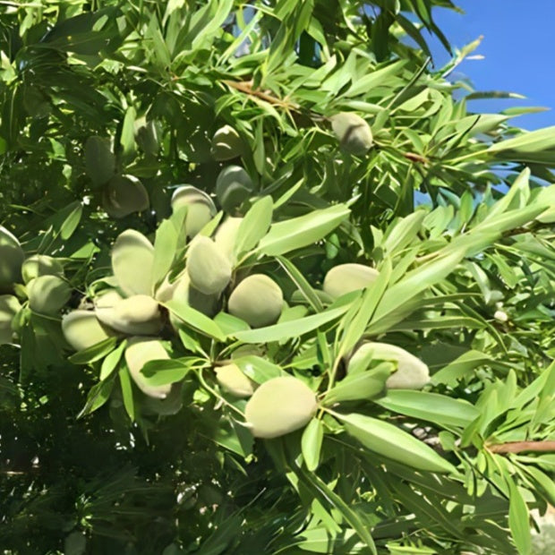 Verkauf Mandelbaum ‘Texas’