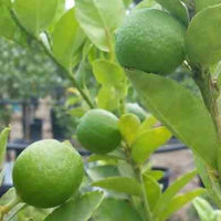 Verkauf Echte Limette - Citrus aurantifolia