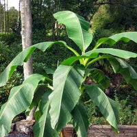 Fruchtbanane 'Dajiao' - Bakker