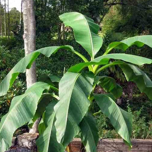Fruchtbanane 'Dajiao' - Bakker