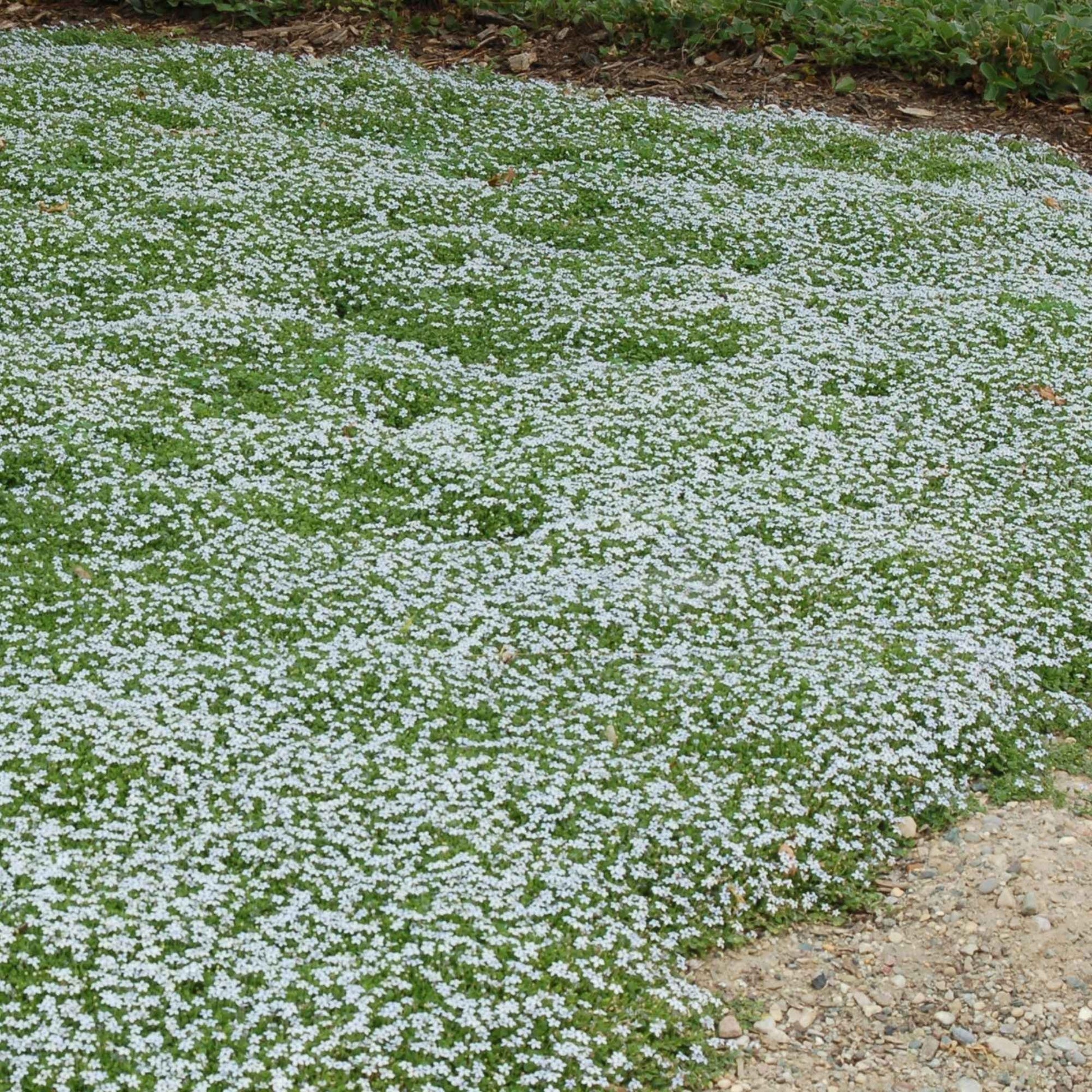 Blauer Bubikopf (x3) - Isotoma fluviatilis - Bakker
