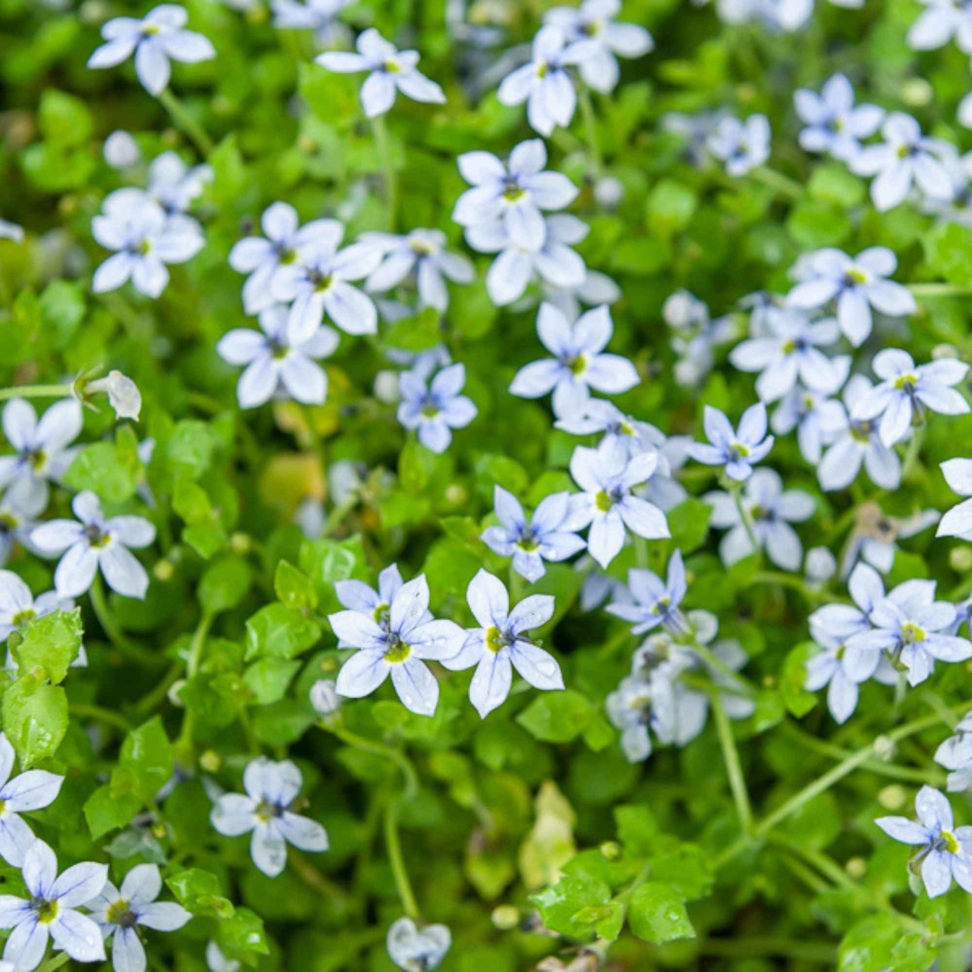 Isotoma fluviatilis - Blauer Bubikopf (x3) - Stauden