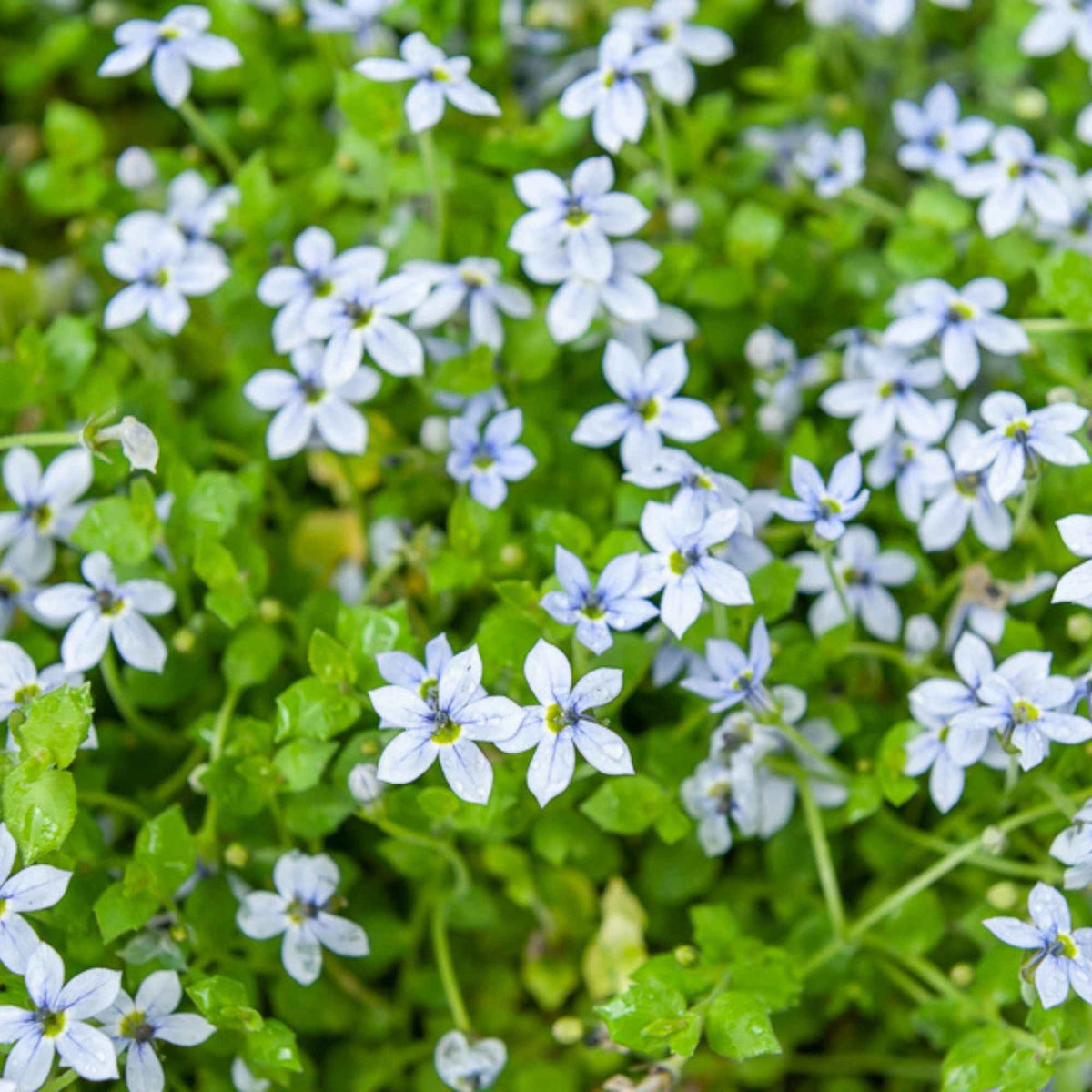 Isotoma fluviatilis - Blauer Bubikopf (x3) - Stauden