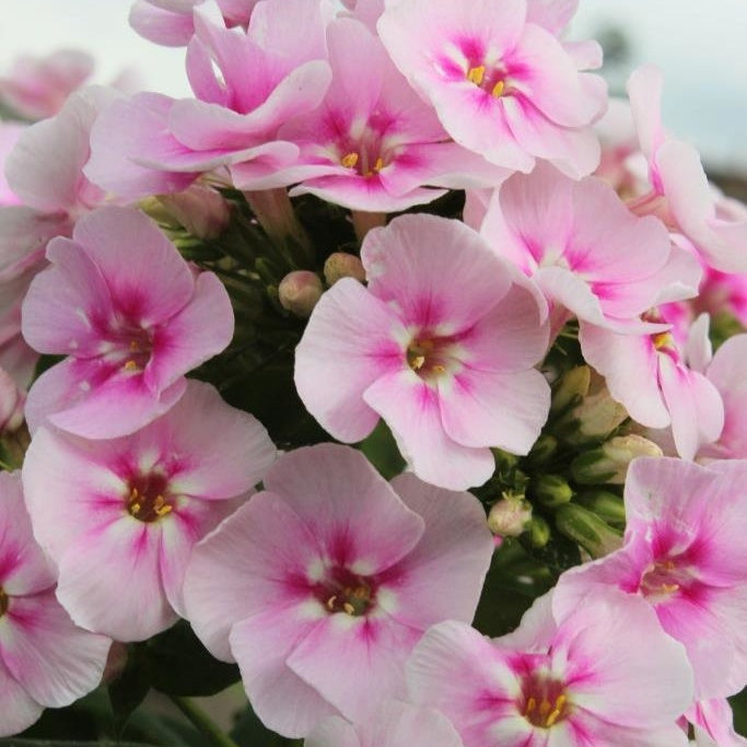 Stauden Phlox (x3) - Bakker
