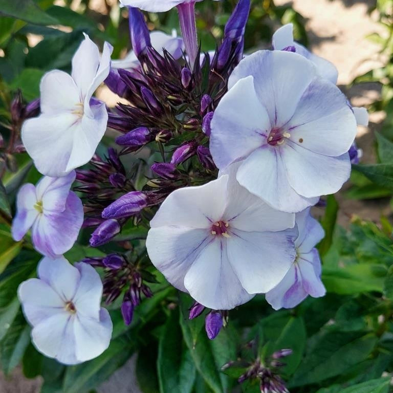 Stauden Phlox (x3) - Bakker
