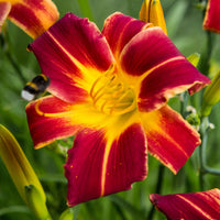 Taglilien 'Everydaylily Red Ribs' (x3) - Hemerocallis 'everydaylily red ribs' - Bakker