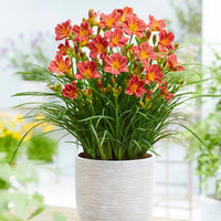 Taglilien 'Everydaylily Red Ribs' (x3) - Bakker