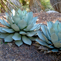Parry-Agave - Agave Parryi - Bakker